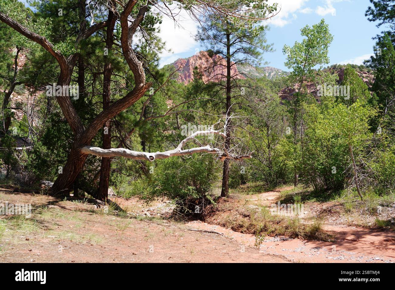 Taylor Creek Trail - Parc national de Zion Banque D'Images