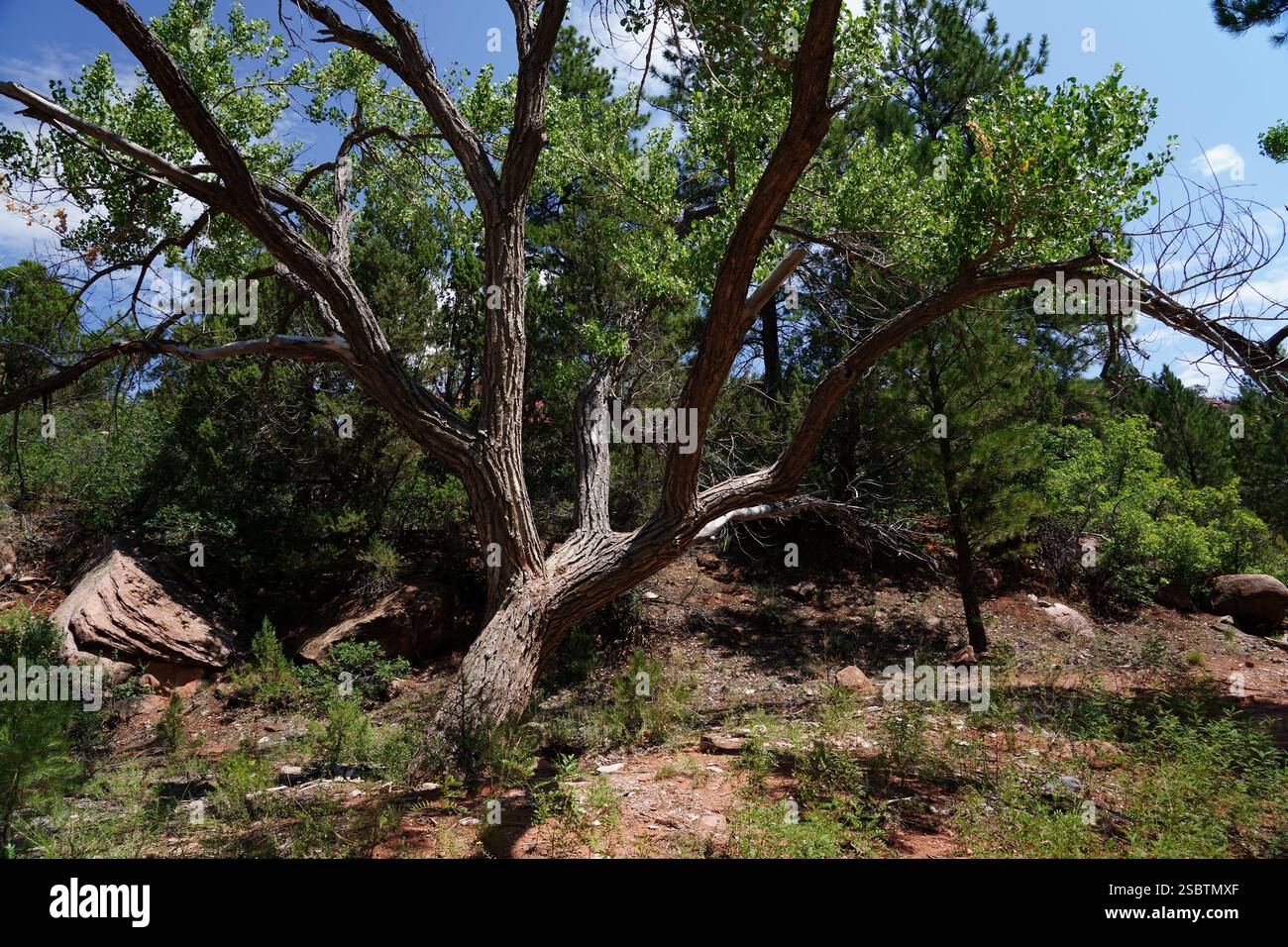 Taylor Creek Trail - Parc national de Zion Banque D'Images