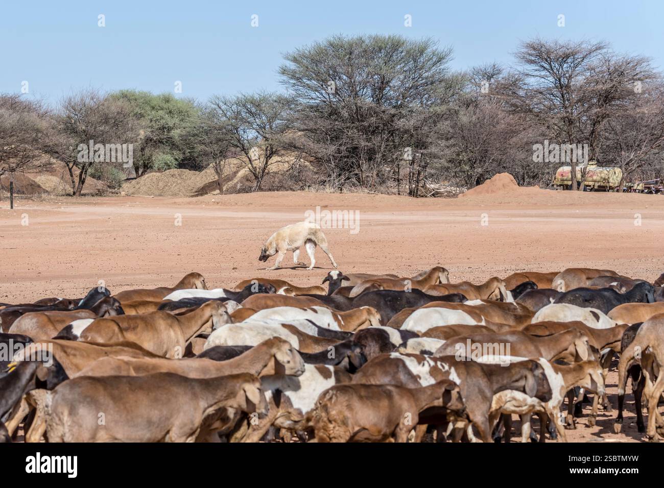 Chien de berger anatolien et troupeau de moutons pendant la formation de chiens de berger à l'installation de conservation, tiré dans une lumière brillante de fin de printemps près d'Otjiwarongo, Namib Banque D'Images