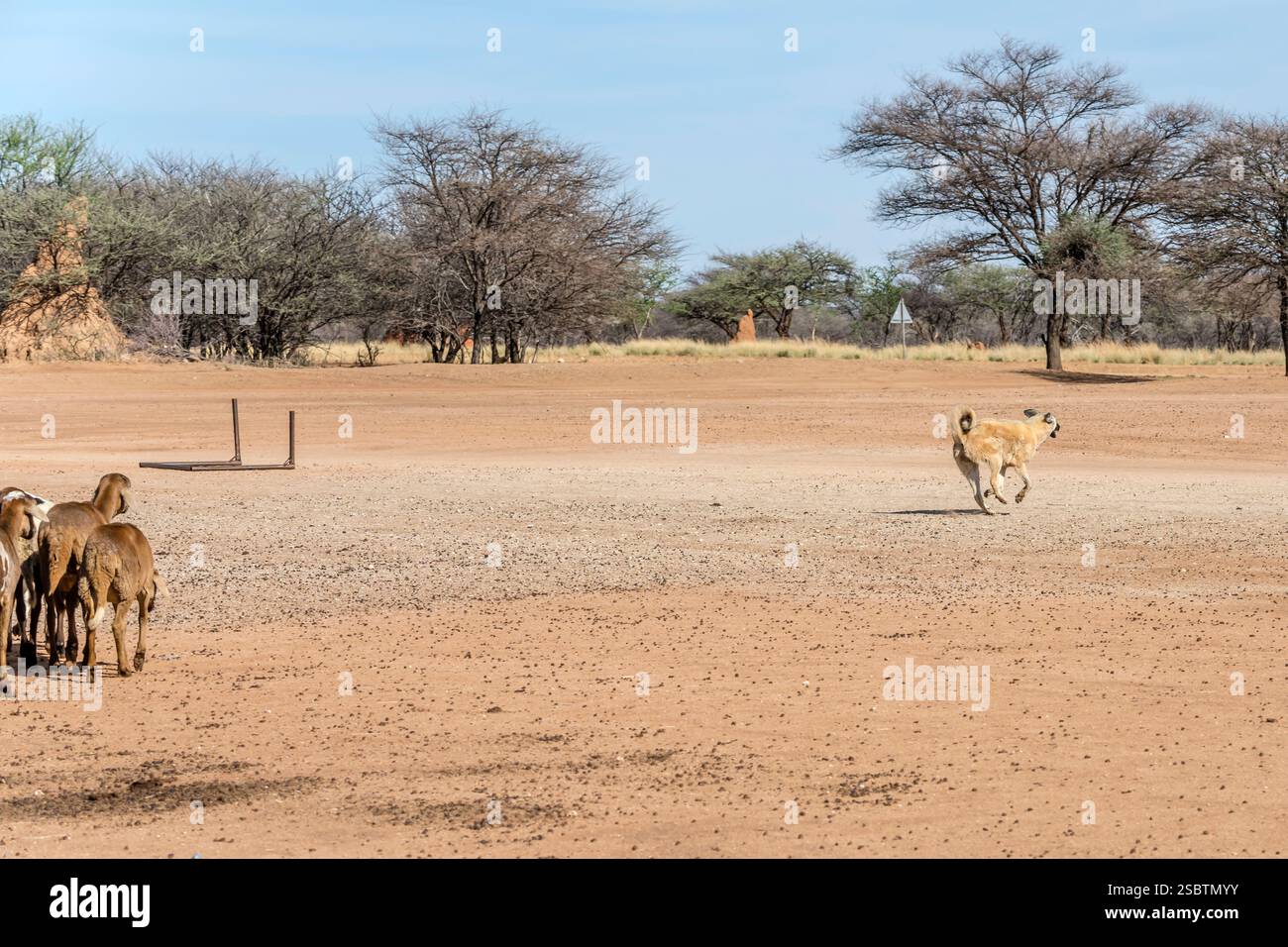 Chien de berger anatolien courant devant le troupeau de moutons pendant l'entraînement de chien de berger à l'installation de conservation, abattu dans une lumière brillante de la fin du printemps près d'Otji Banque D'Images