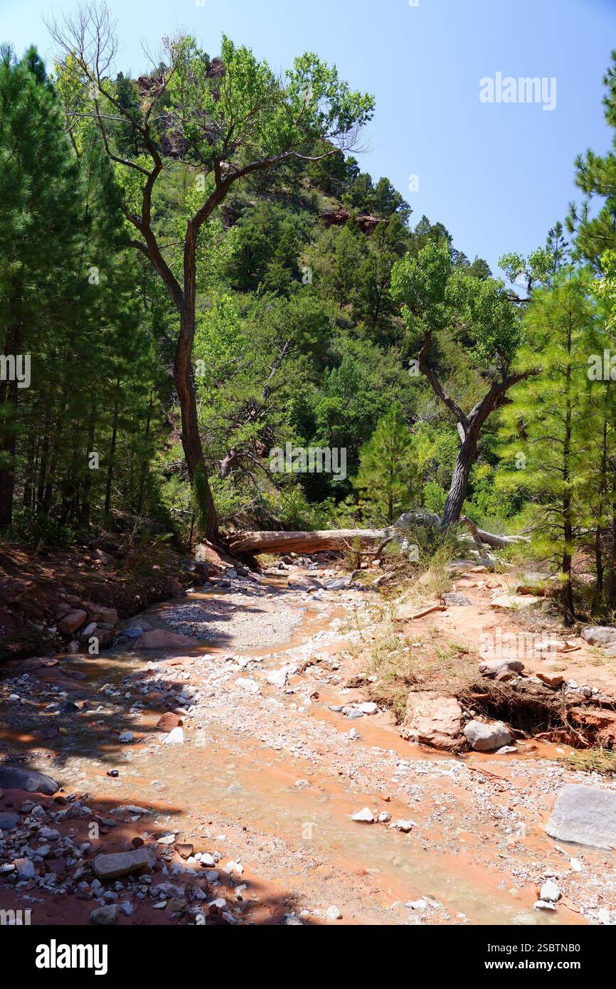 Taylor Creek Trail - Parc national de Zion Banque D'Images