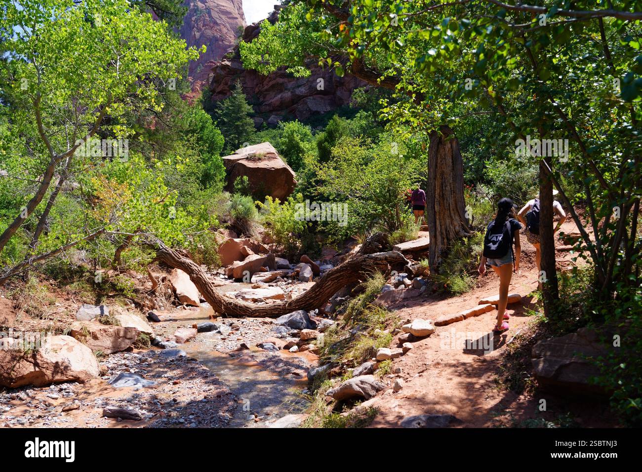 Taylor Creek Trail - Parc national de Zion Banque D'Images