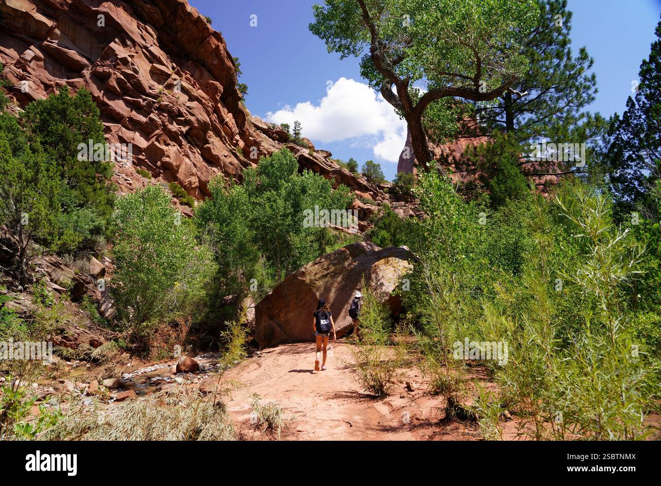 Taylor Creek Trail - Parc national de Zion Banque D'Images