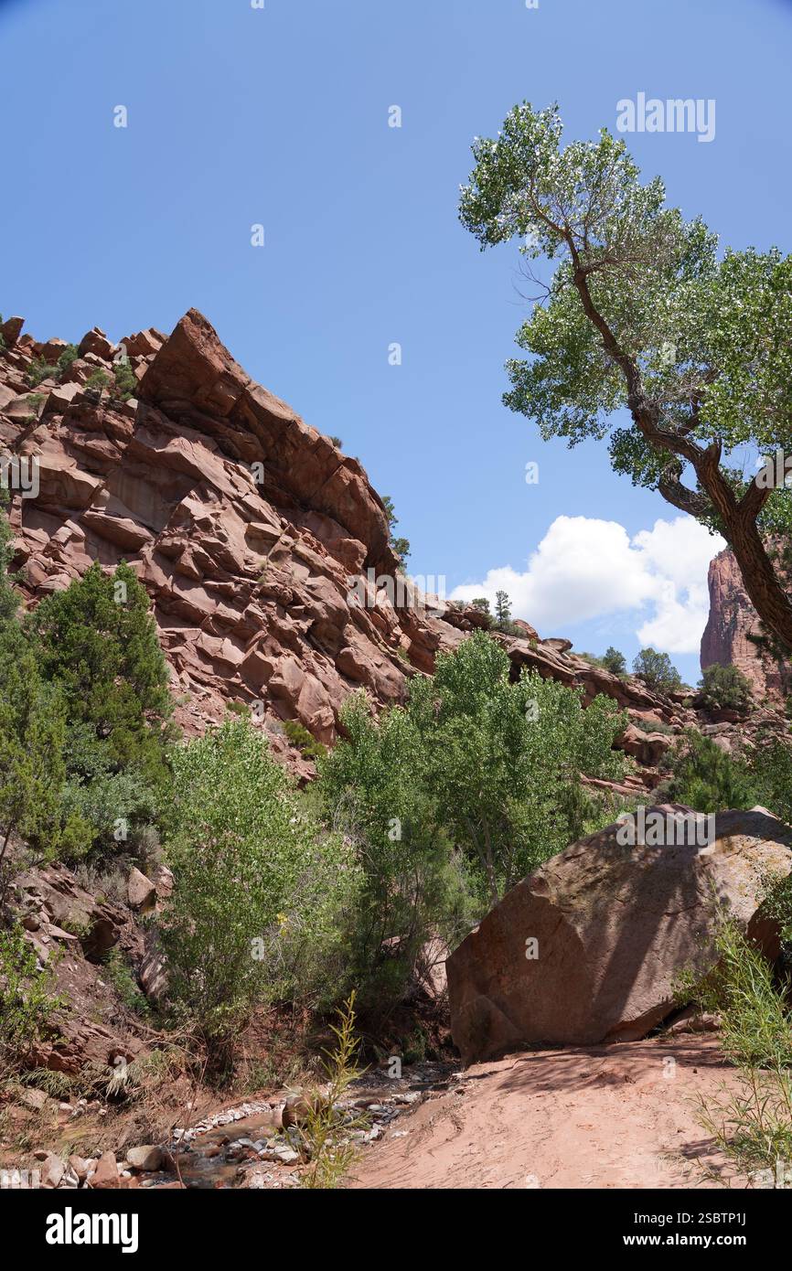 Taylor Creek Trail - Parc national de Zion Banque D'Images