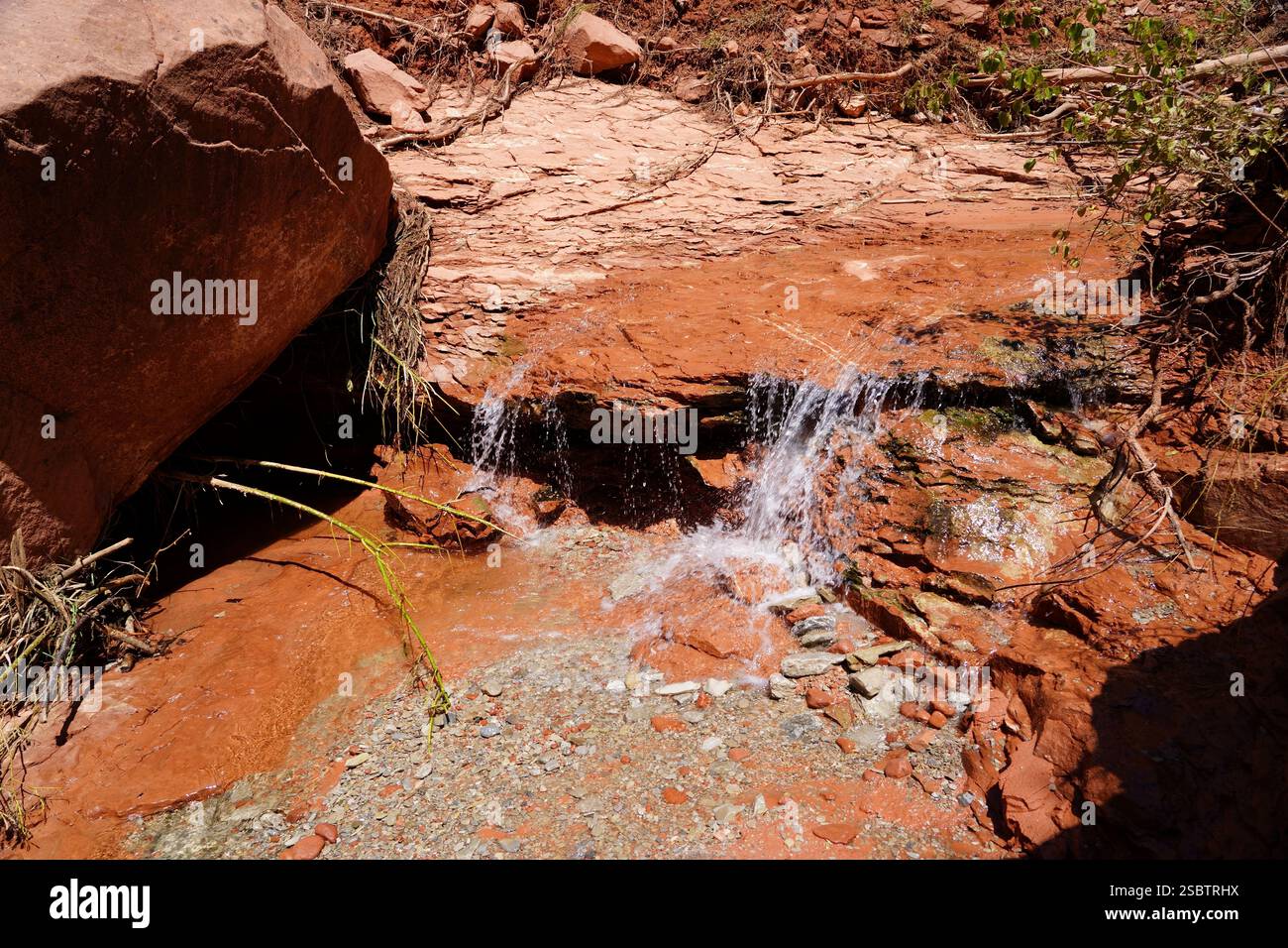 Taylor Creek Trail - Parc national de Zion Banque D'Images
