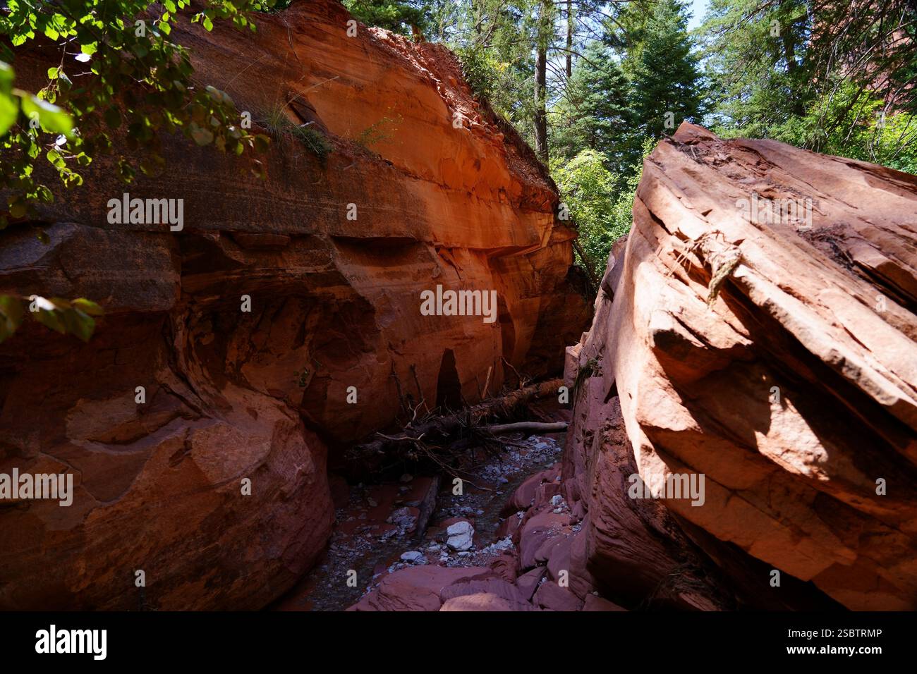 Taylor Creek Trail - Parc national de Zion Banque D'Images