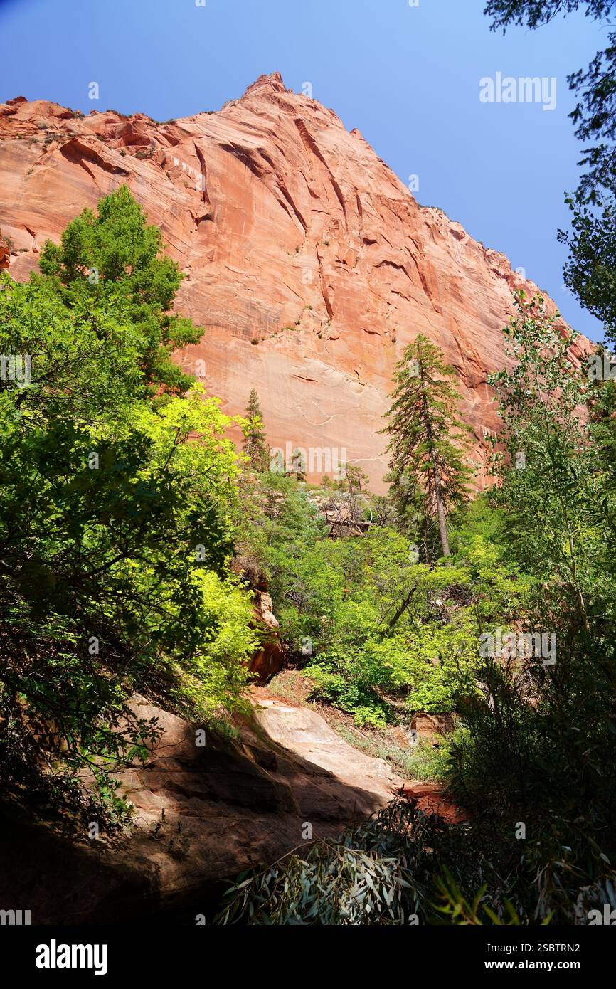 Taylor Creek Trail - Parc national de Zion Banque D'Images