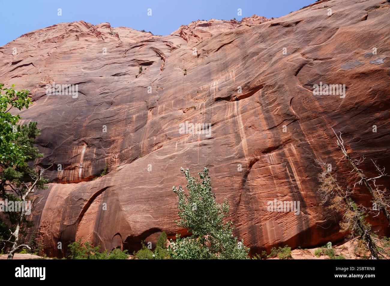 Taylor Creek Trail - Parc national de Zion Banque D'Images