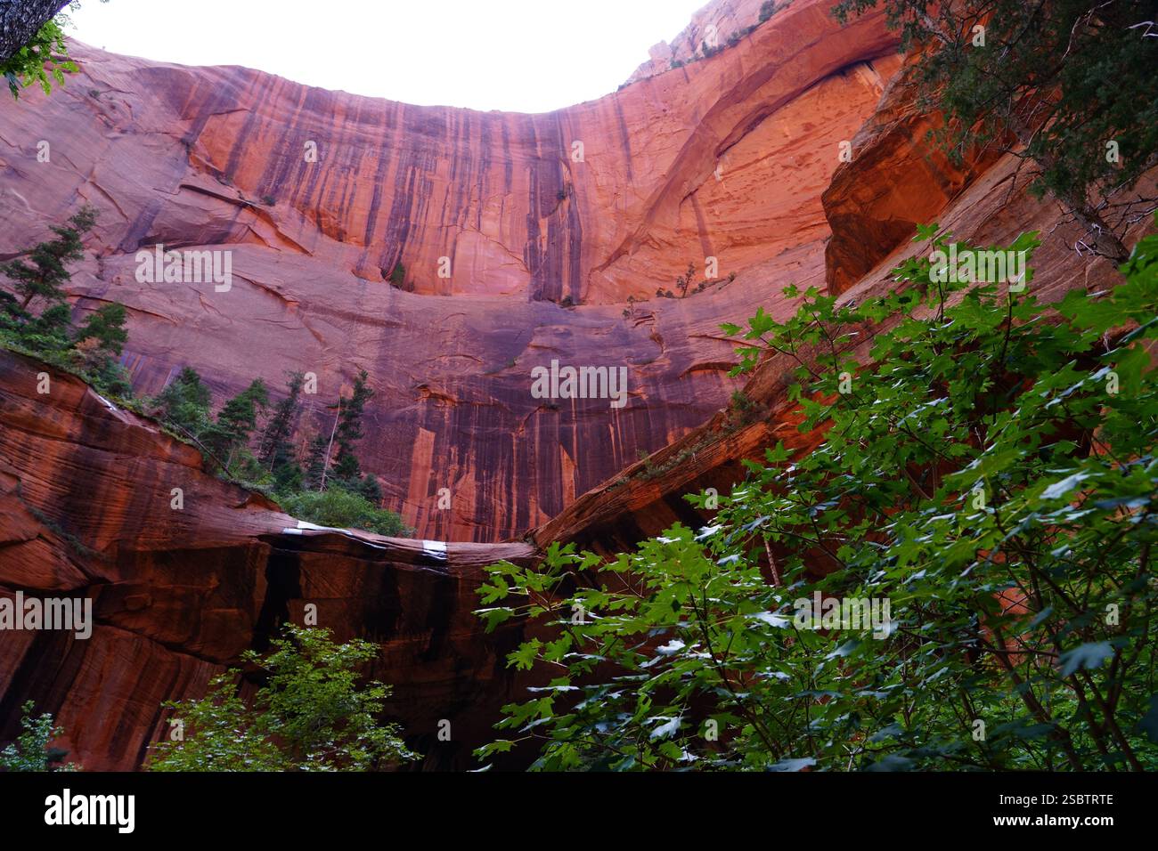 Taylor Creek Trail - Parc national de Zion Banque D'Images