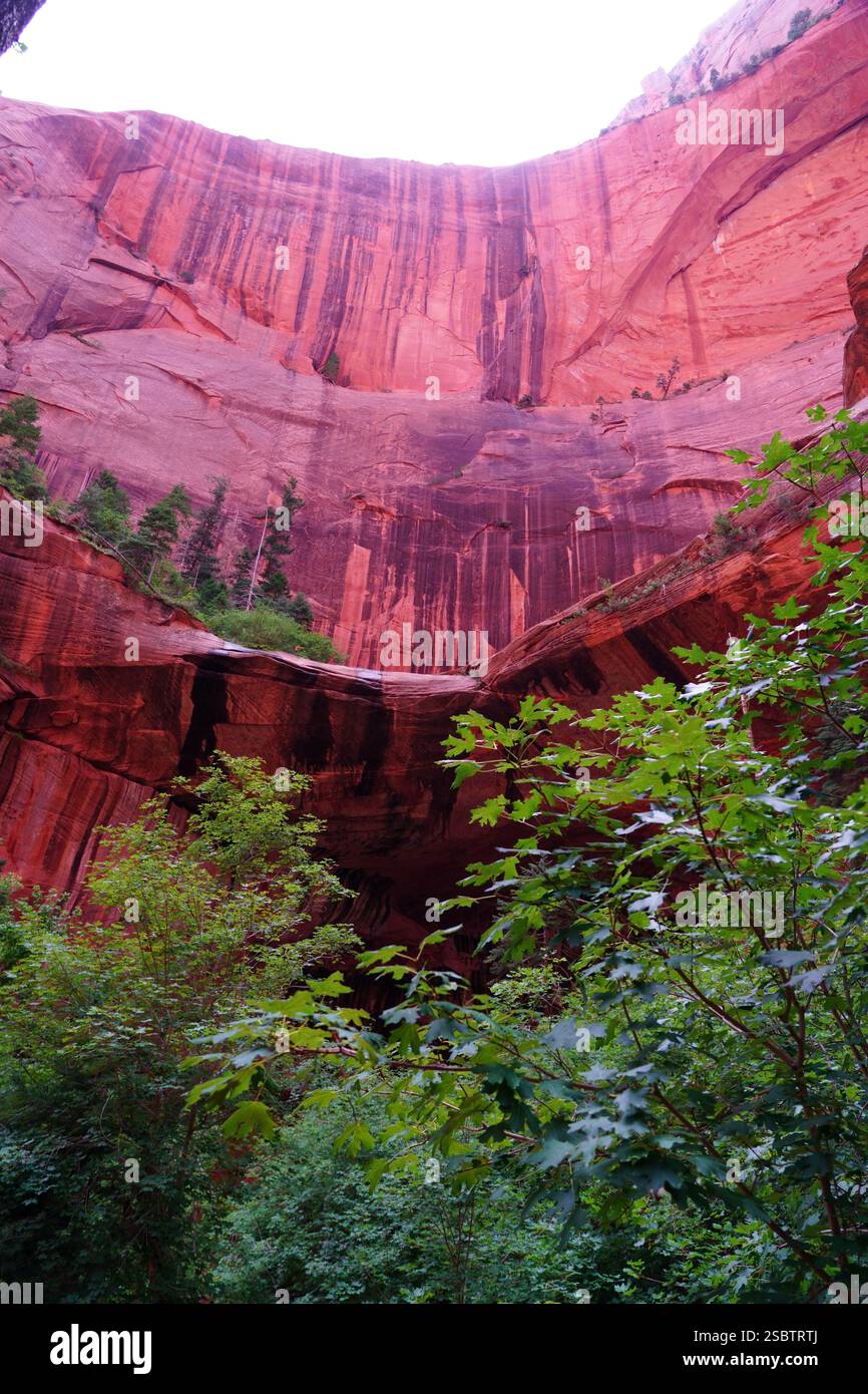 Taylor Creek Trail - Parc national de Zion Banque D'Images