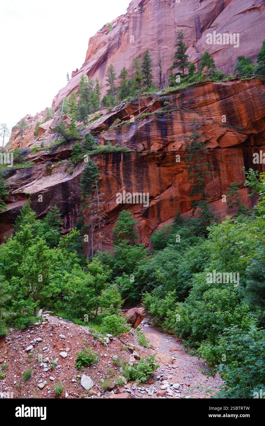 Taylor Creek Trail - Parc national de Zion Banque D'Images
