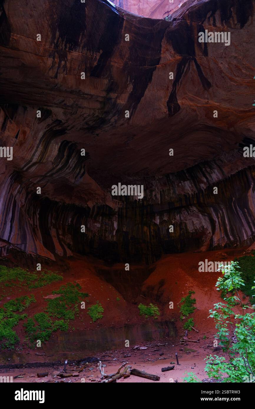 Taylor Creek Trail - Parc national de Zion Banque D'Images