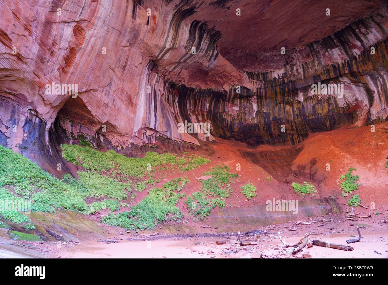 Taylor Creek Trail - Parc national de Zion Banque D'Images