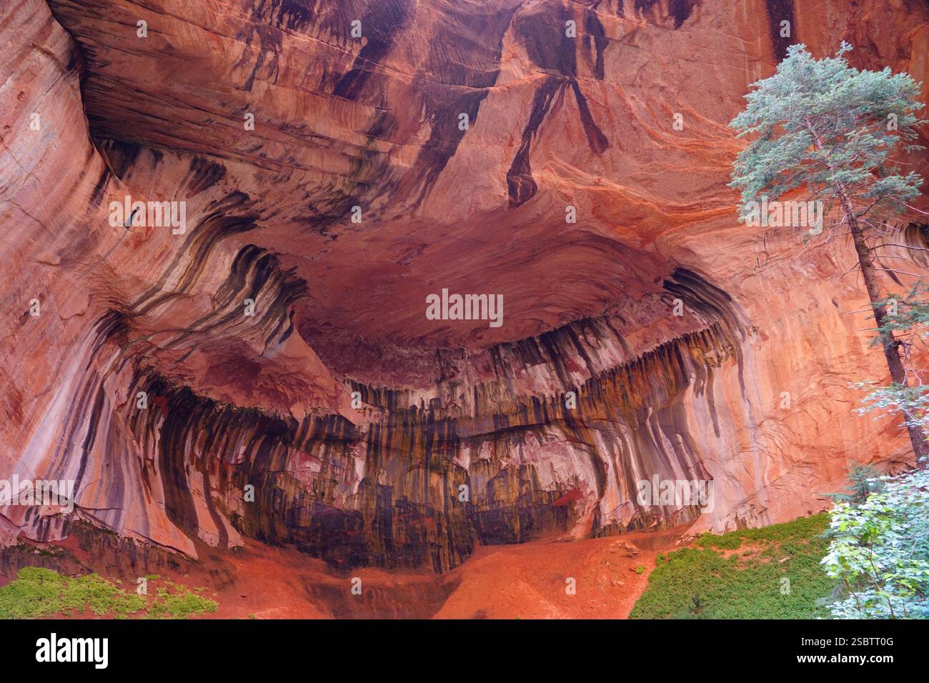 Taylor Creek Trail - Parc national de Zion Banque D'Images