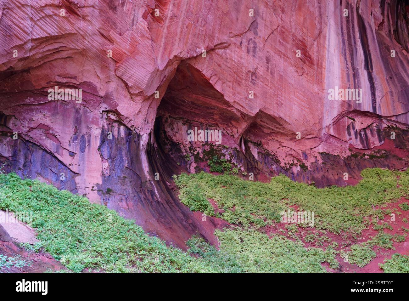 Taylor Creek Trail - Parc national de Zion Banque D'Images