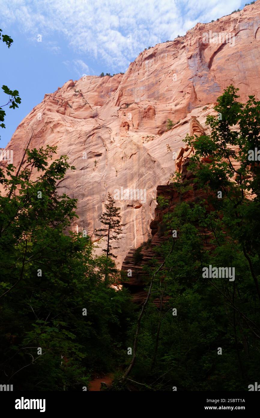 Taylor Creek Trail - Parc national de Zion Banque D'Images
