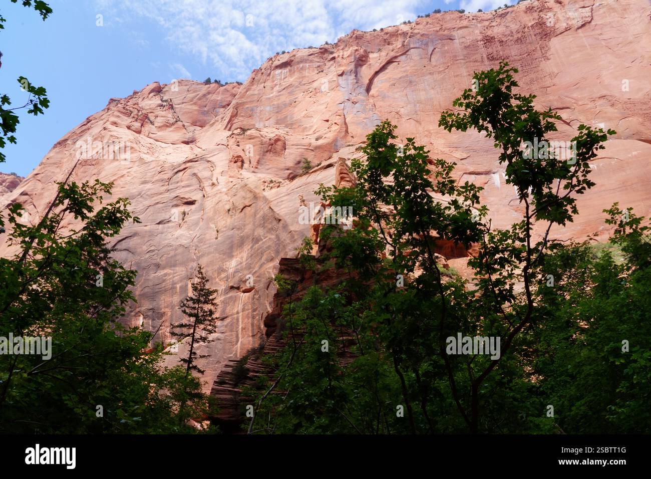 Taylor Creek Trail - Parc national de Zion Banque D'Images