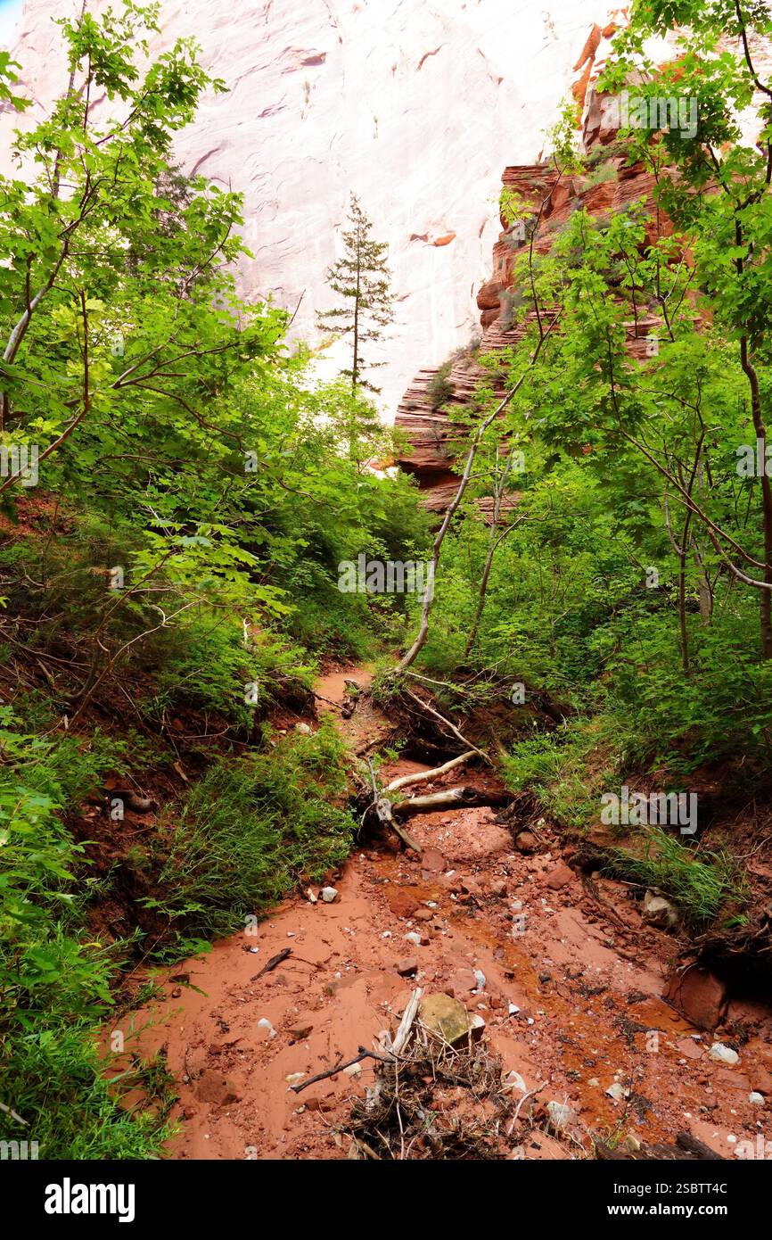Taylor Creek Trail - Parc national de Zion Banque D'Images