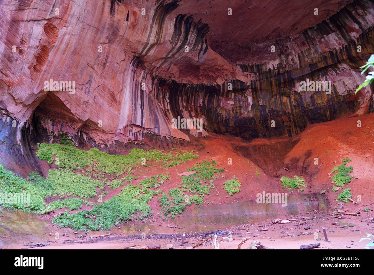 Taylor Creek Trail - Parc national de Zion Banque D'Images