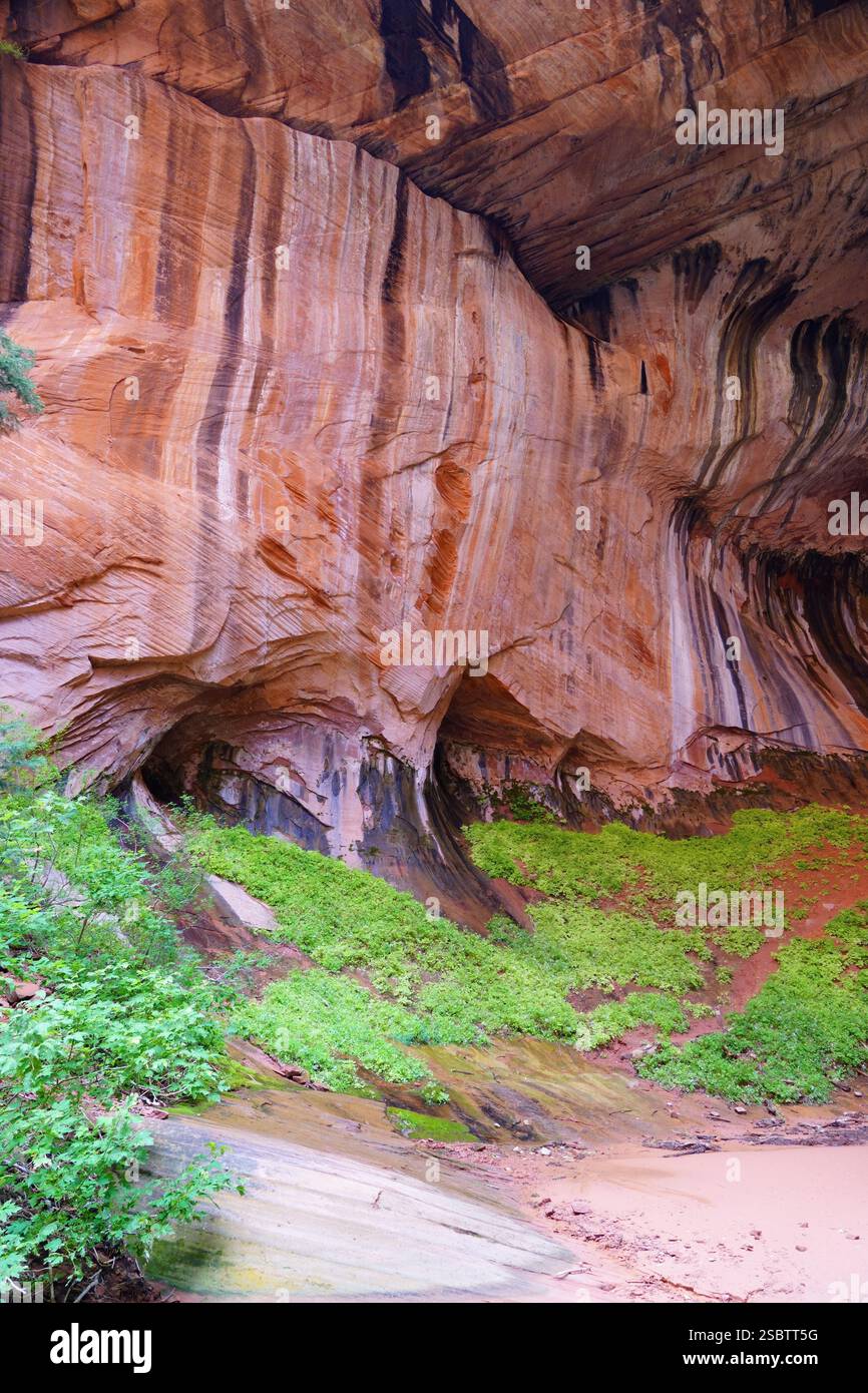Taylor Creek Trail - Parc national de Zion Banque D'Images