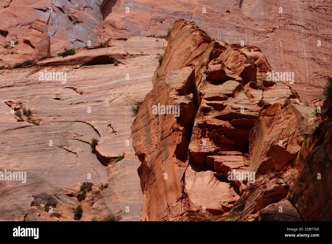 Taylor Creek Trail - Parc national de Zion Banque D'Images