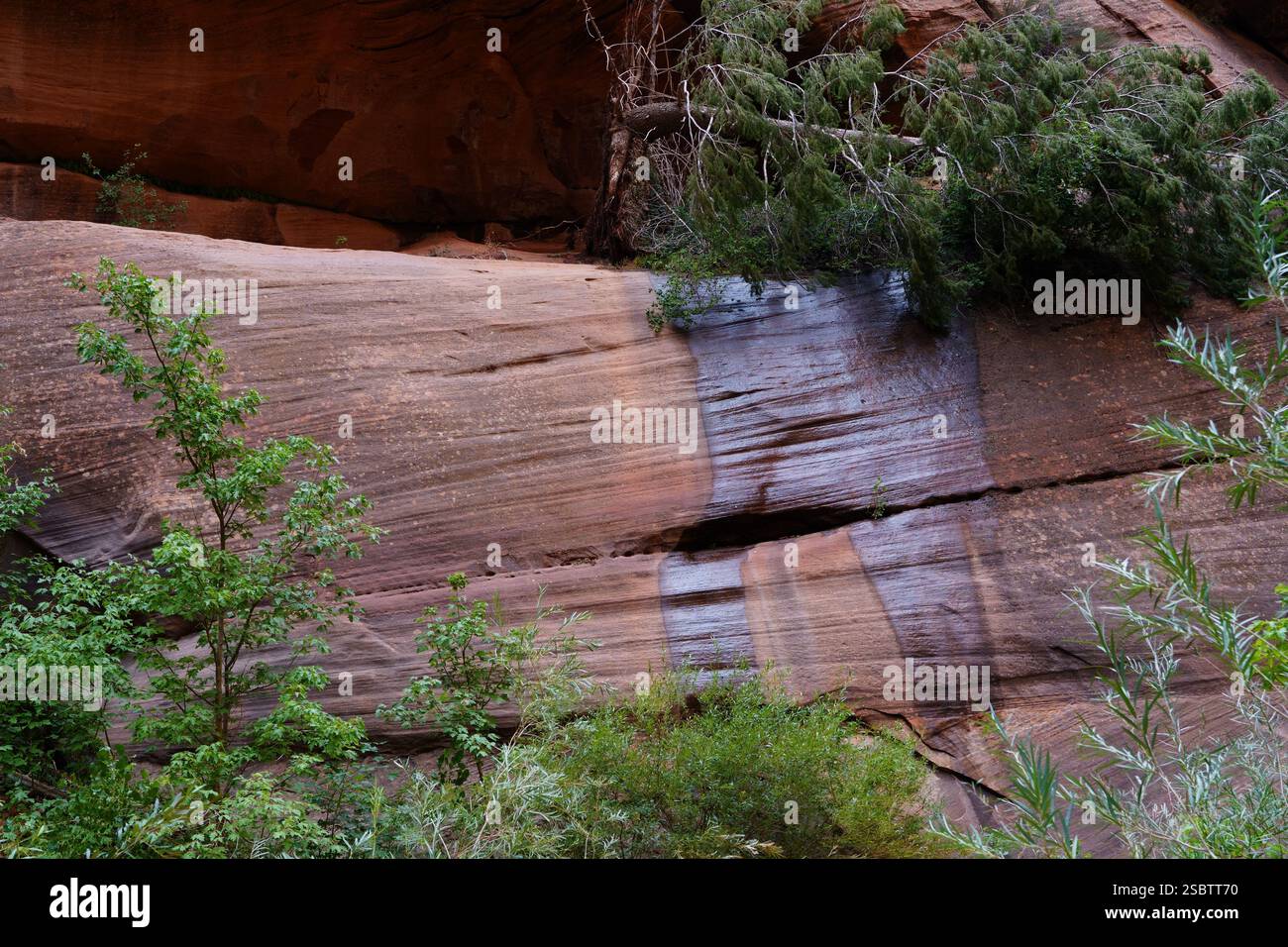 Taylor Creek Trail - Parc national de Zion Banque D'Images