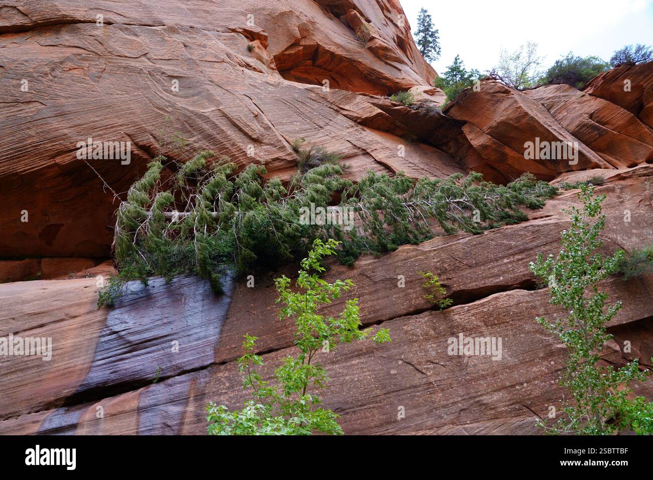 Taylor Creek Trail - Parc national de Zion Banque D'Images