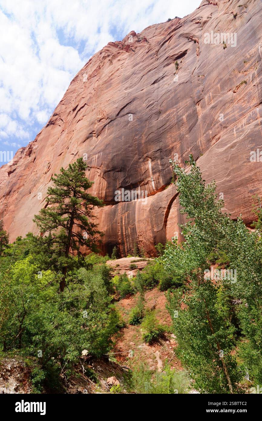 Taylor Creek Trail - Parc national de Zion Banque D'Images