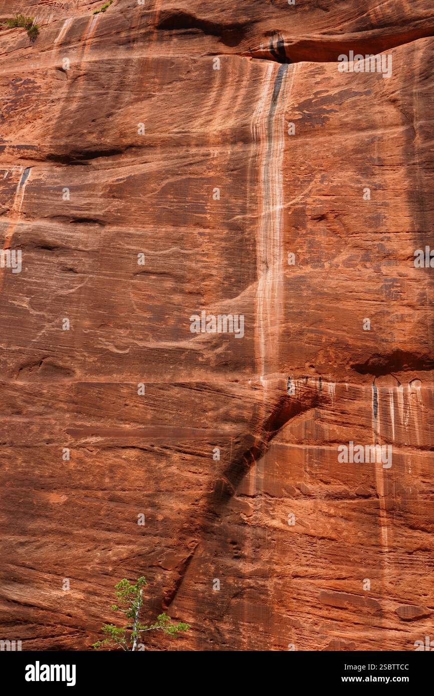 Taylor Creek Trail - Parc national de Zion Banque D'Images