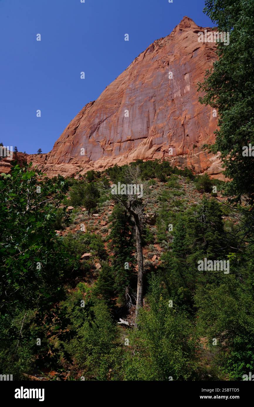 Taylor Creek Trail - Parc national de Zion Banque D'Images