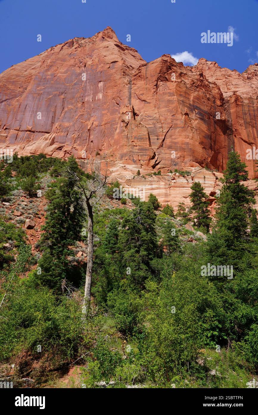 Taylor Creek Trail - Parc national de Zion Banque D'Images