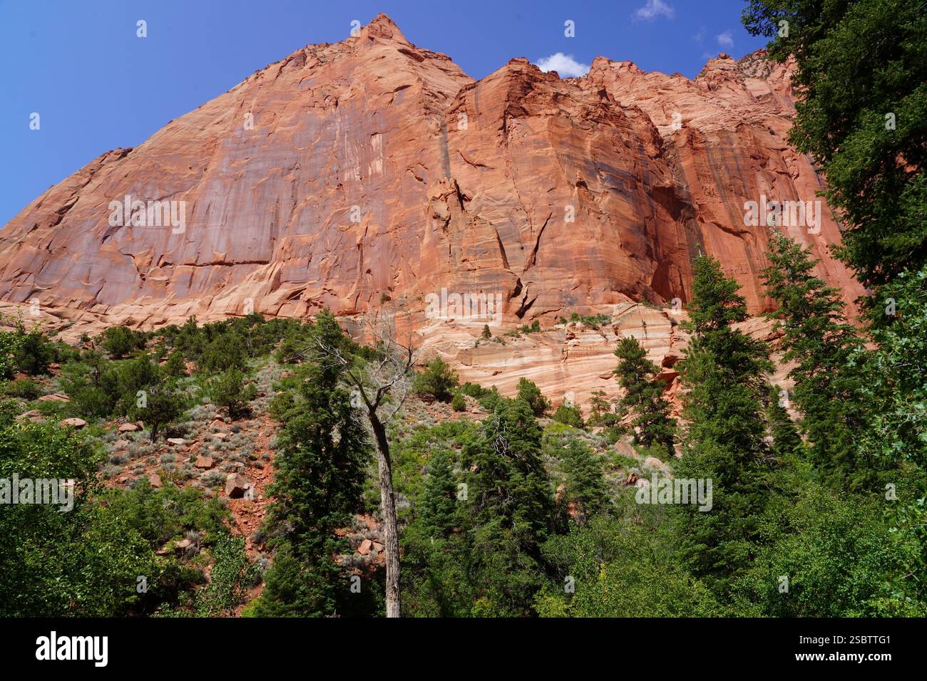 Taylor Creek Trail - Parc national de Zion Banque D'Images