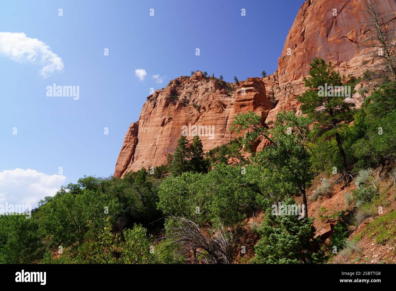 Taylor Creek Trail - Parc national de Zion Banque D'Images