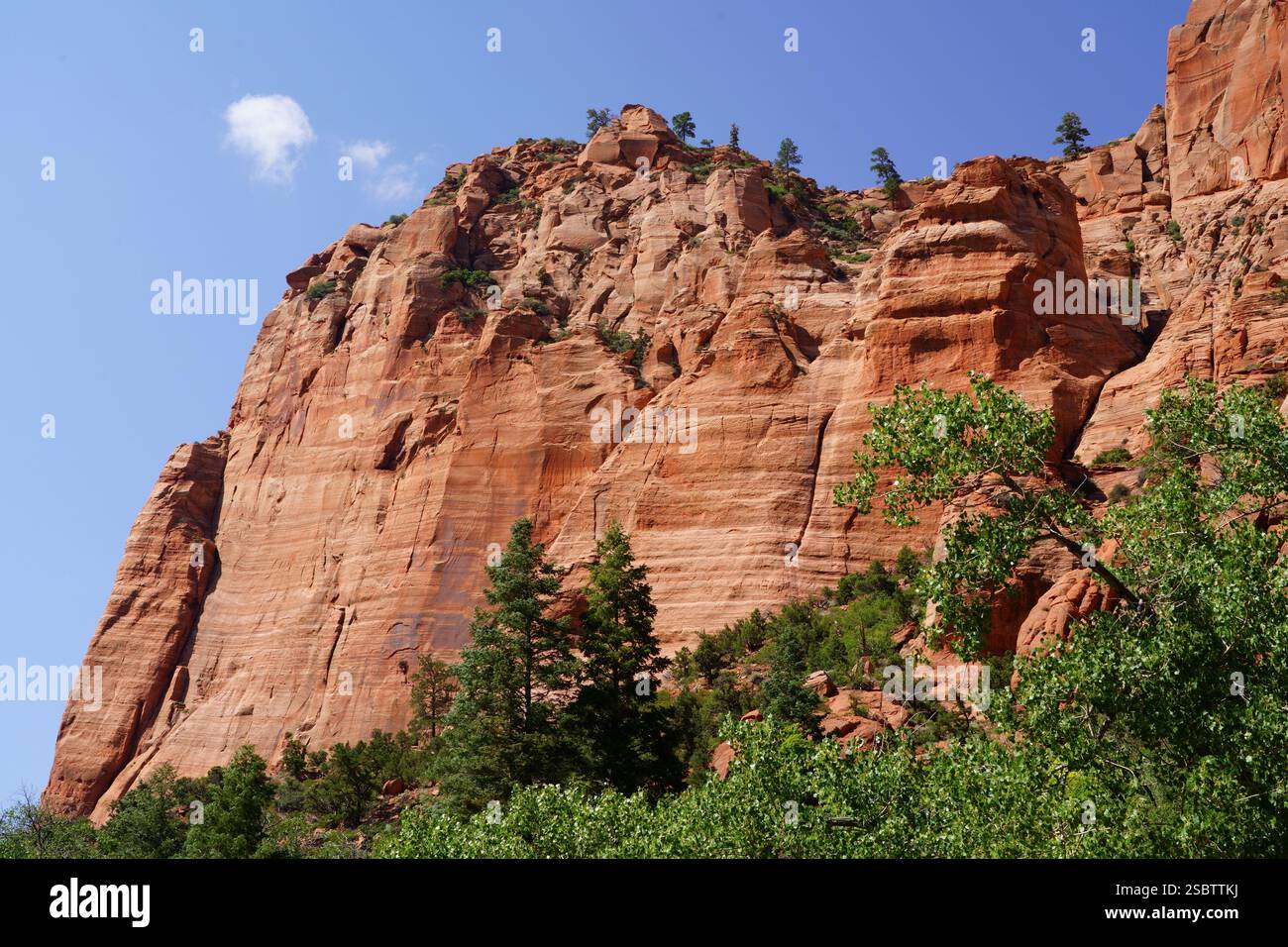 Taylor Creek Trail - Parc national de Zion Banque D'Images
