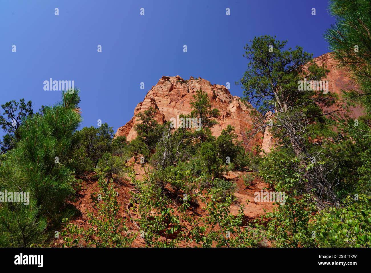 Taylor Creek Trail - Parc national de Zion Banque D'Images