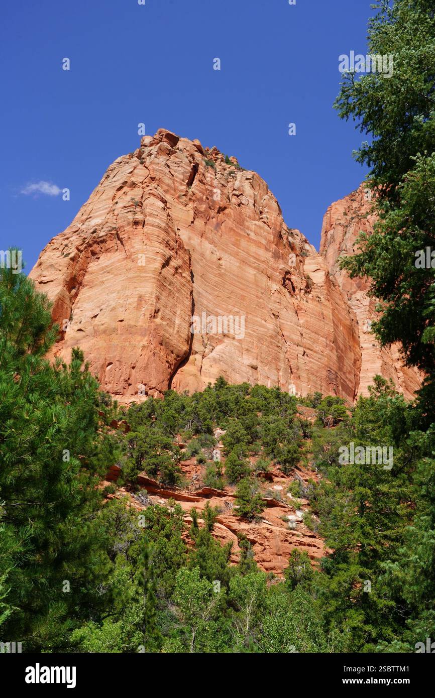 Taylor Creek Trail - Parc national de Zion Banque D'Images
