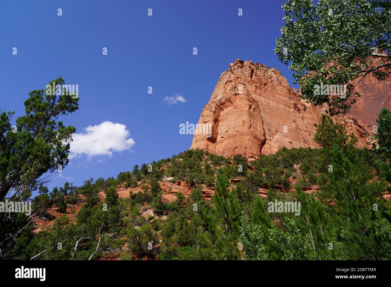 Taylor Creek Trail - Parc national de Zion Banque D'Images