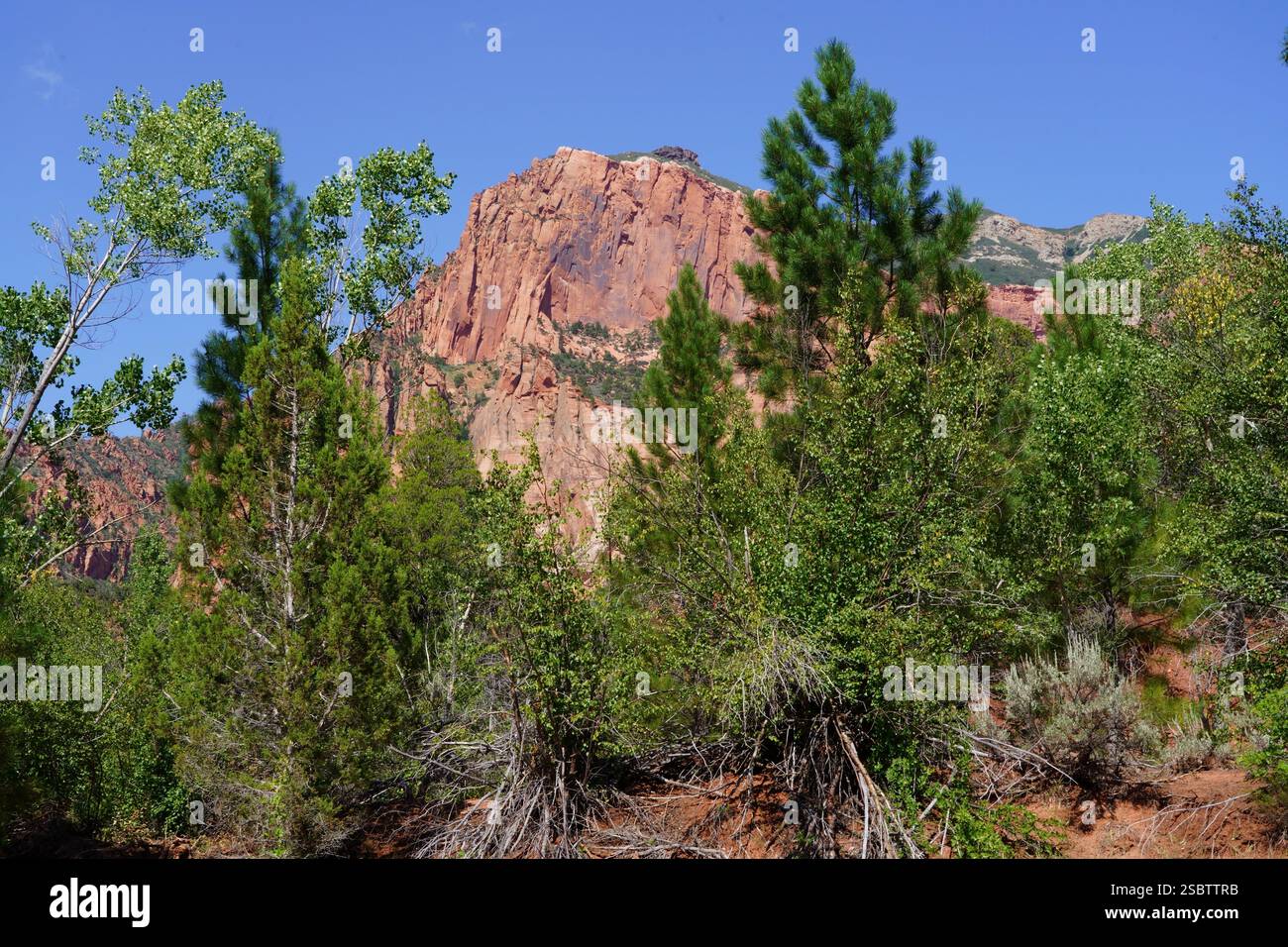 Taylor Creek Trail - Parc national de Zion Banque D'Images