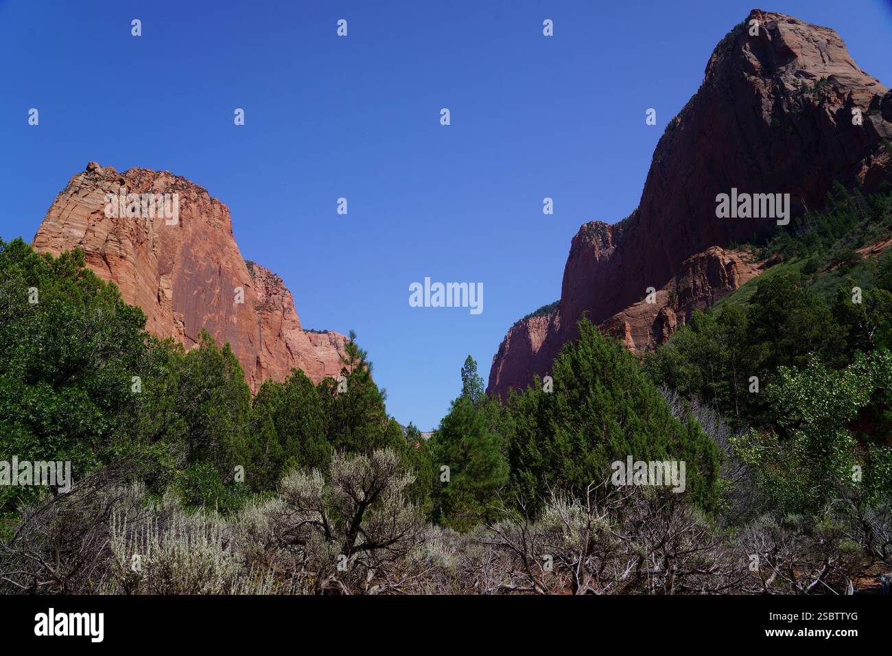 Taylor Creek Trail - Parc national de Zion Banque D'Images