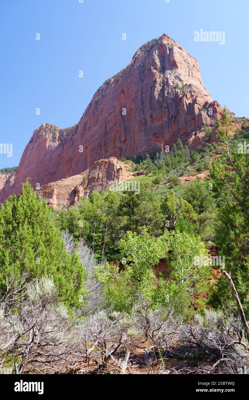 Taylor Creek Trail - Parc national de Zion Banque D'Images