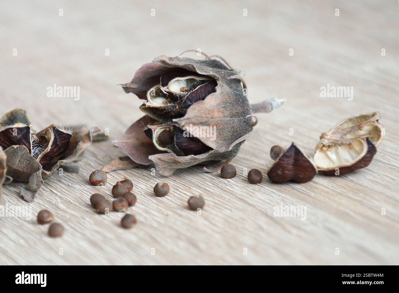 Graines sèches d'hibiscus moscheutos Banque D'Images