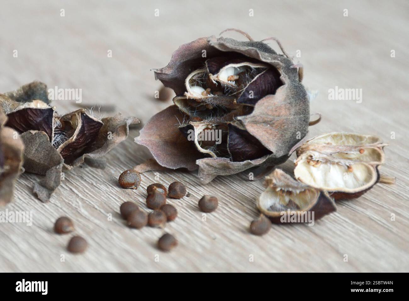 Graines sèches d'hibiscus moscheutos Banque D'Images