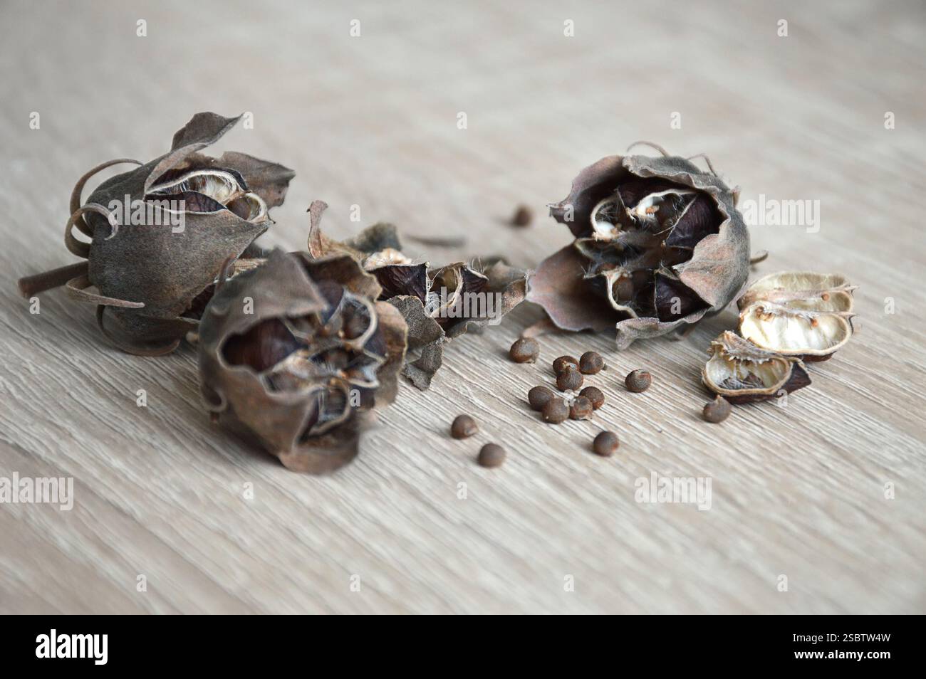 Graines d'Hibiscus moscheutos dans les gousses sèches Banque D'Images
