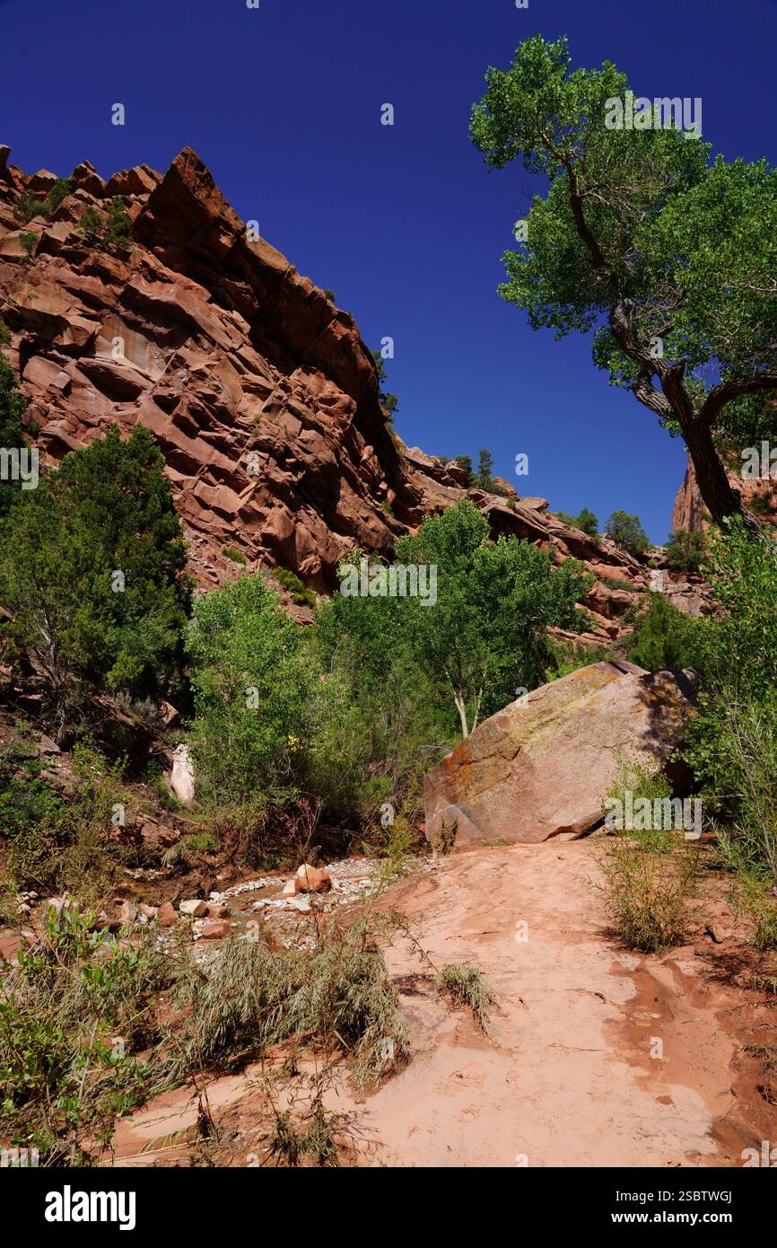 Taylor Creek Trail - Parc national de Zion Banque D'Images