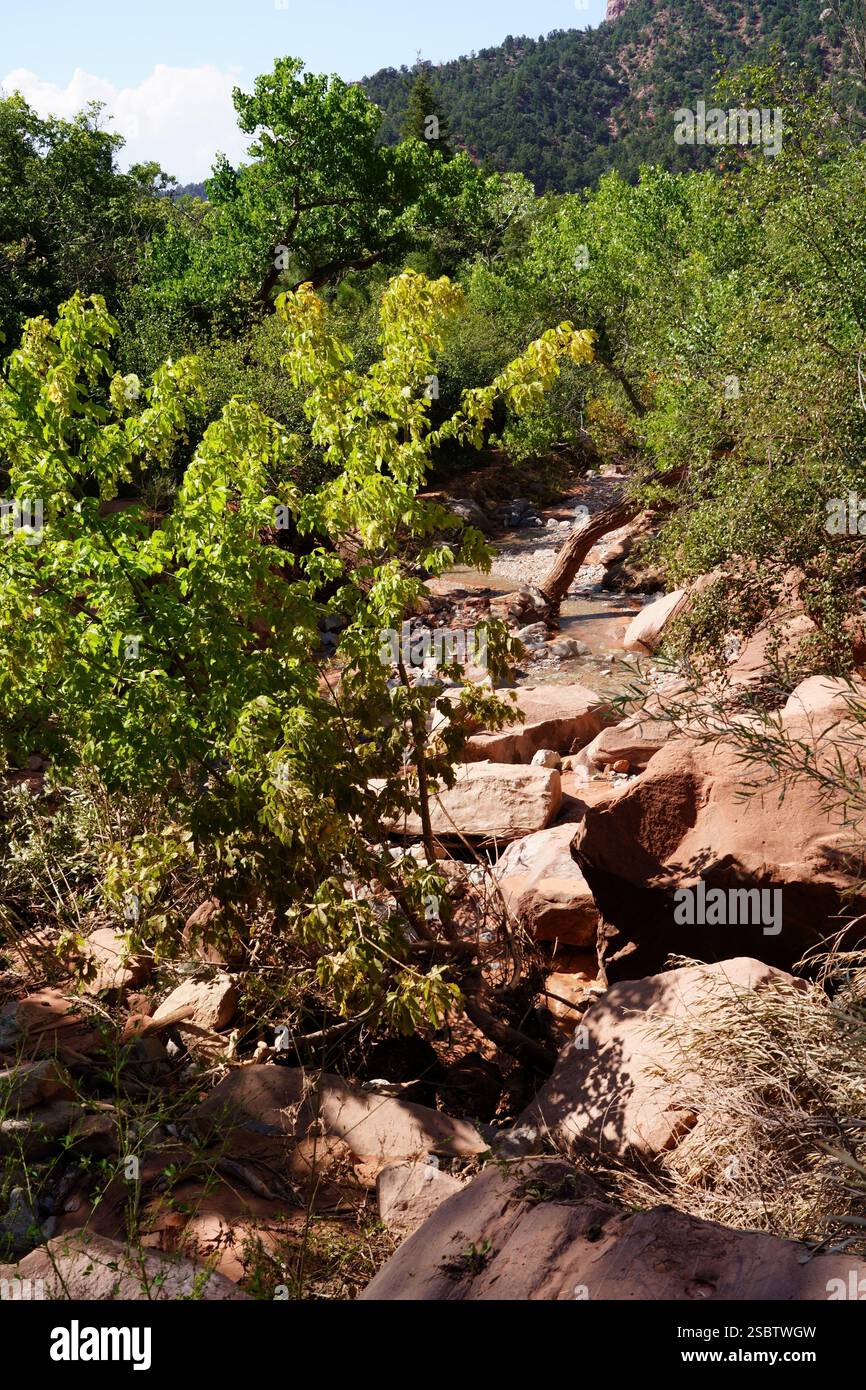 Taylor Creek Trail - Parc national de Zion Banque D'Images