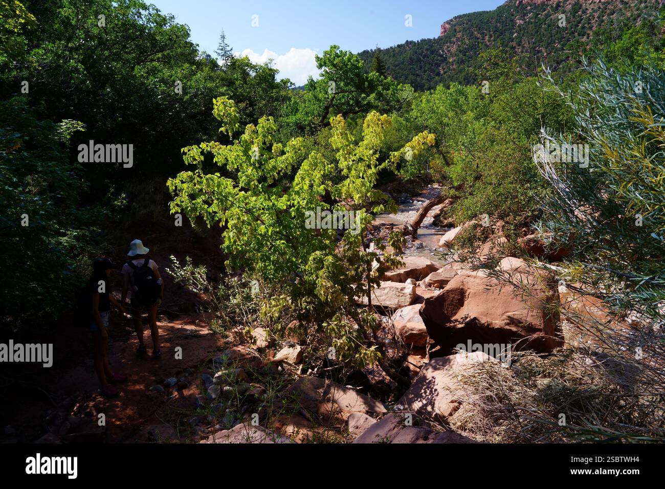Taylor Creek Trail - Parc national de Zion Banque D'Images