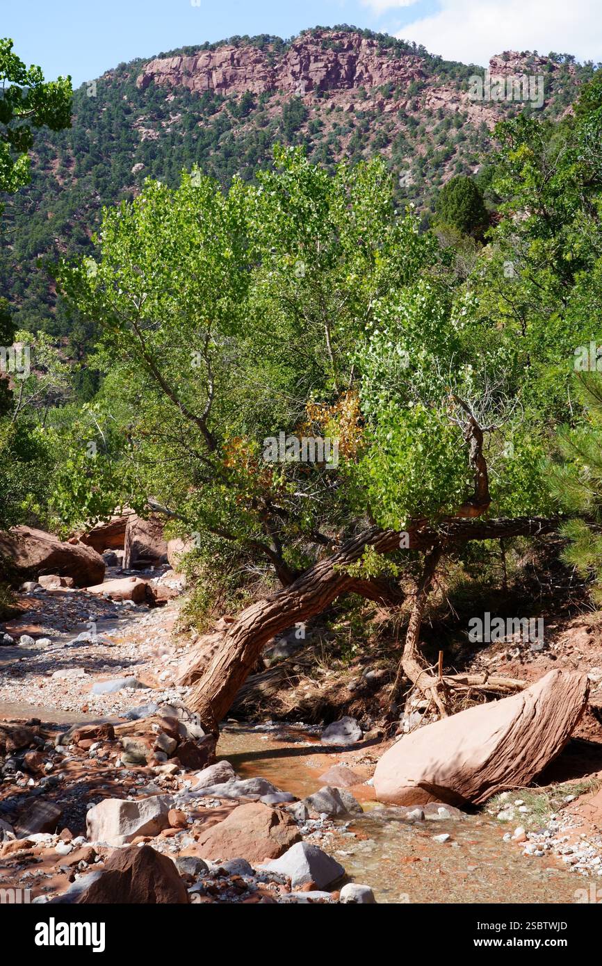 Taylor Creek Trail - Parc national de Zion Banque D'Images
