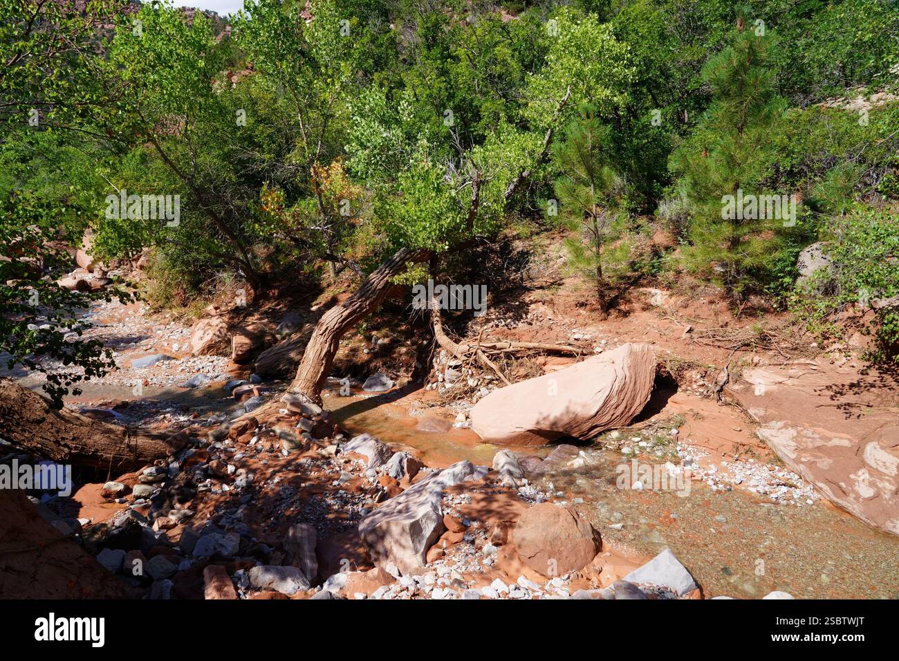 Taylor Creek Trail - Parc national de Zion Banque D'Images
