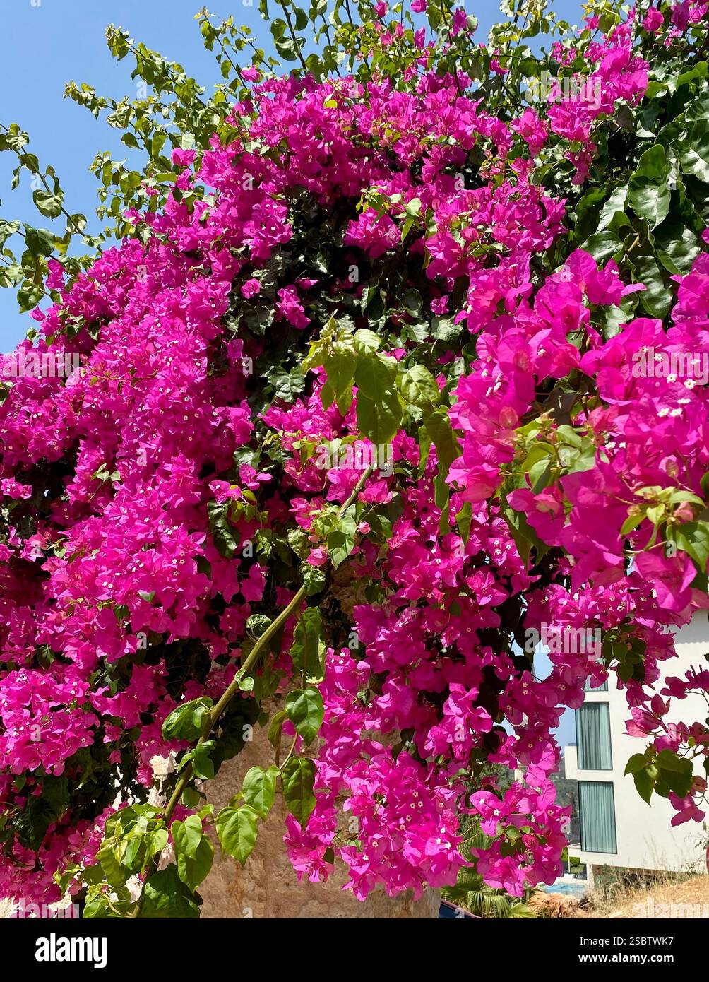 Fleurs roses vibrantes en pleine floraison pendant un été turc Banque D'Images