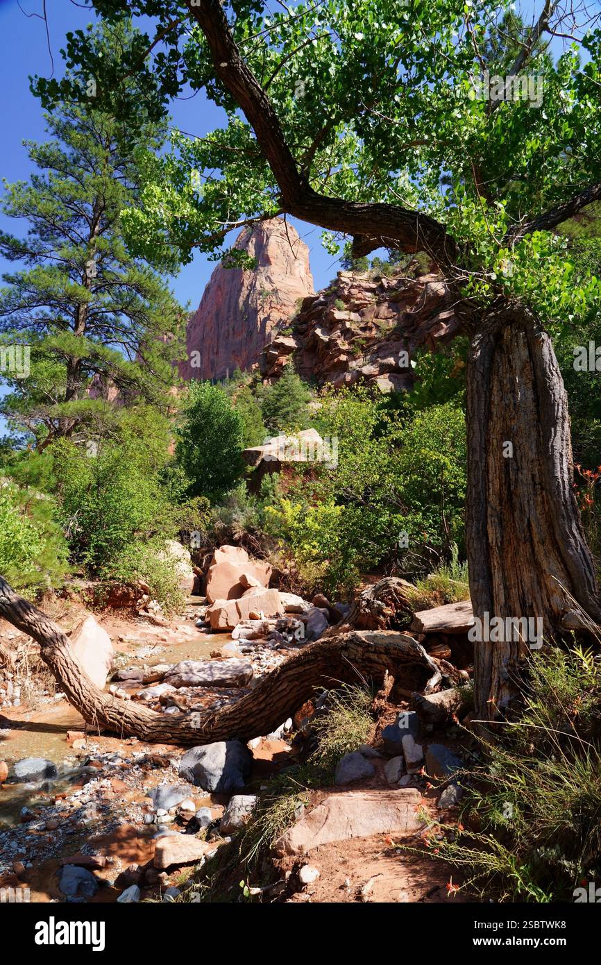 Taylor Creek Trail - Parc national de Zion Banque D'Images